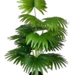 Mini fan palm plant