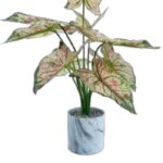 Angel wings plants pink, green and red