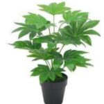Japan fatsia plant