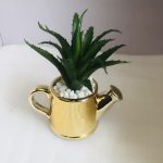 Gold Kettle Cup Flower