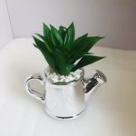 Silver Kettle Cup Flower
